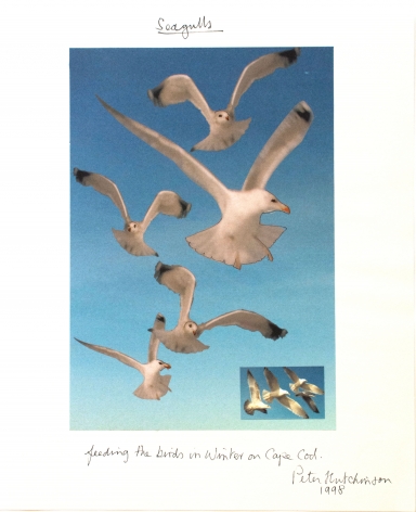 Hutchinson - Seagulls